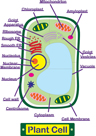 Plant Cell 